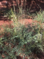 Peteria thompsoniae