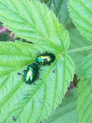Oreina gloriosa