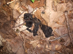 Craterellus cornucopioides