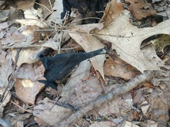 Craterellus cornucopioides