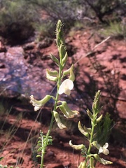 Peteria thompsoniae
