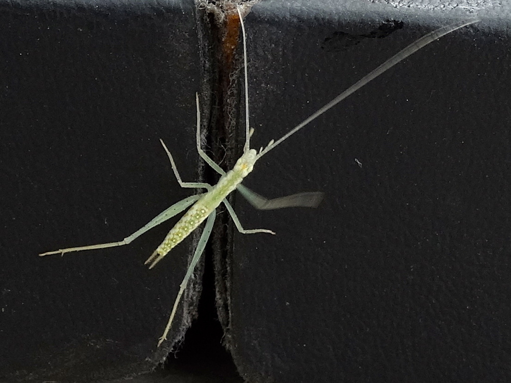 thin-lined tree cricket