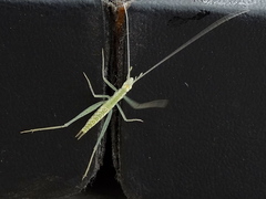 Oecanthus leptogrammus