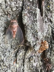 Neotibicen canicularis