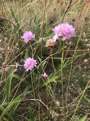 Armeria maritima elongata