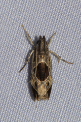 Helcystogramma hibisci