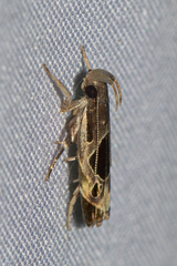 Helcystogramma hibisci