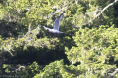 Larus brachyrhynchus