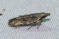 Anacampsinae