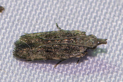 Anacampsinae