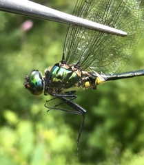 Somatochlora graeseri