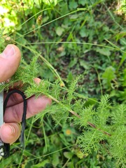 Artemisia chamaemelifolia