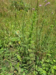 Artemisia chamaemelifolia