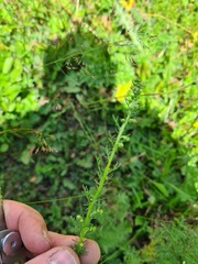 Artemisia chamaemelifolia