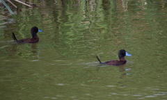 Oxyura ferruginea