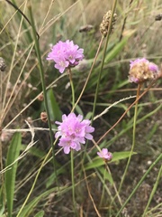 Armeria maritima elongata