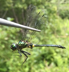 Somatochlora graeseri