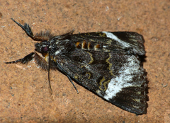 Lophonotidia nocturna