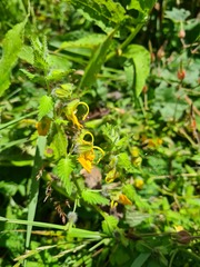 Rhynchocorys orientalis