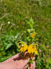 Rhynchocorys orientalis