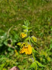 Rhynchocorys orientalis