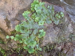 Marchantia paleacea