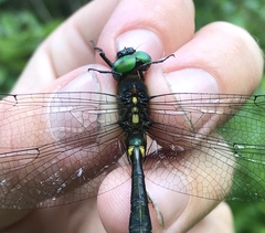 Somatochlora graeseri