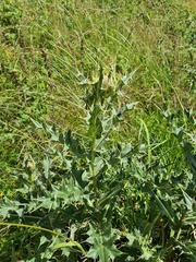 Cirsium pugnax