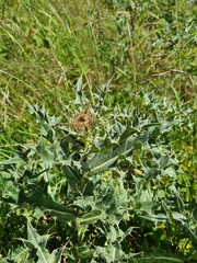 Cirsium pugnax