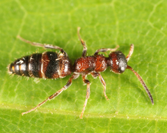 Myrmosa unicolor