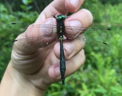 Somatochlora graeseri