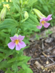 Erythranthe erubescens
