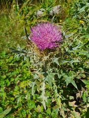 Cirsium pugnax