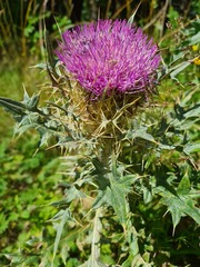 Cirsium pugnax
