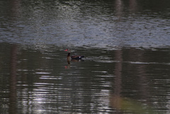 Dendrocygna autumnalis