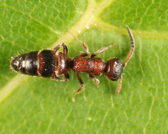 Myrmosa unicolor