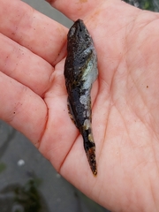 Myoxocephalus polyacanthocephalus