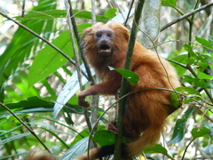 Leontopithecus rosalia
