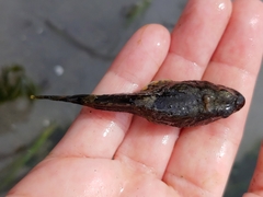 Myoxocephalus polyacanthocephalus