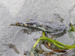 Myoxocephalus polyacanthocephalus