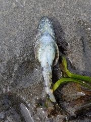 Myoxocephalus polyacanthocephalus