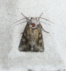 Lacinipolia meditata