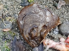 Lepidopsetta bilineata