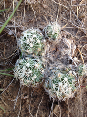 Escobaria missouriensis