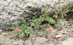 Monardella australis