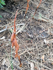 Corallorhiza maculata