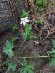 Geranium californicum
