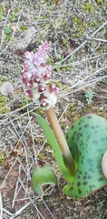 Lachenalia membranacea