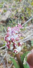 Lachenalia membranacea