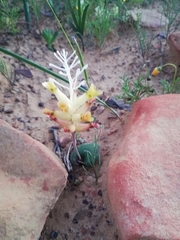 Lachenalia trichophylla